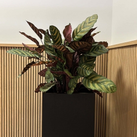 1850 - Plantenstandaard Eiken Fineer Zwart - MDF - 35x35x80 (2)